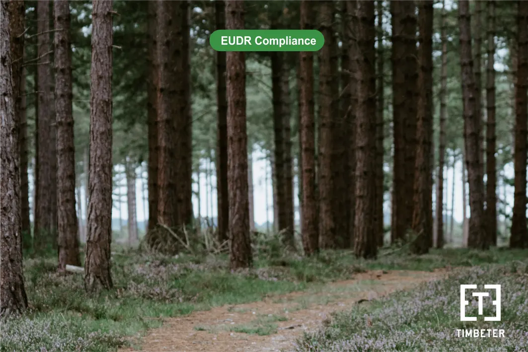 Kuidas Timbeter saab aidata ettevõtetel järgida EL-i metsaraie regulatsioone
